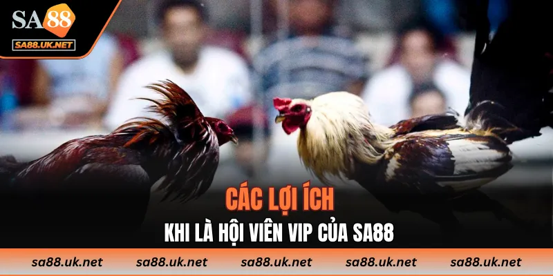 Các lợi ích khi là hội viên VIP của SA88