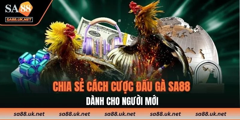 Chia sẻ cách cược đấu gà SA88 dành cho người mới