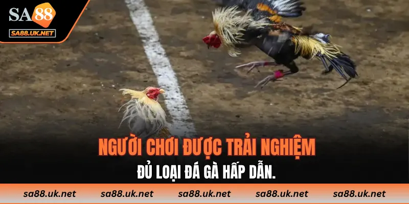 Người chơi được trải nghiệm đủ loại đá gà hấp dẫn.