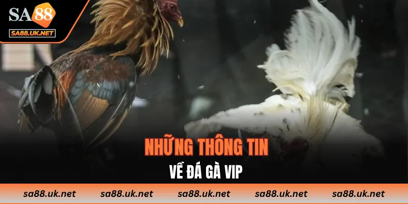 Những thông tin về Đá Gà VIP