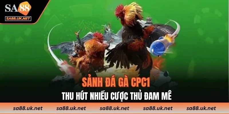 Sảnh đá gà CPC1 thu hút nhiều cược thủ đam mê