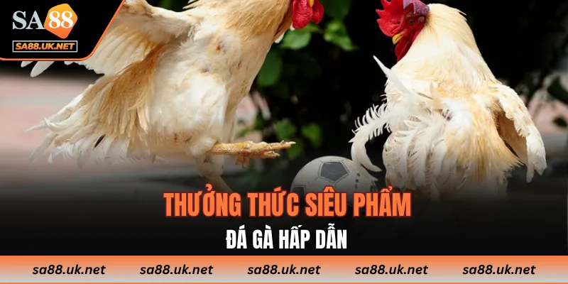 Thưởng thức siêu phẩm Đá gà hấp dẫn