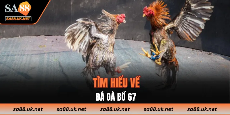 Tìm hiểu về Đá Gà Bồ 67
